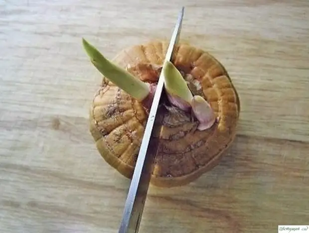 Как правильно резать луковицу гладиолуса