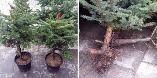 новогодняя елка купить выбрать посадить