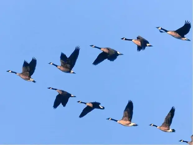 Почему гуси летят клином
