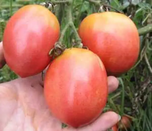 Сорта томатов: выбираем нужный размер