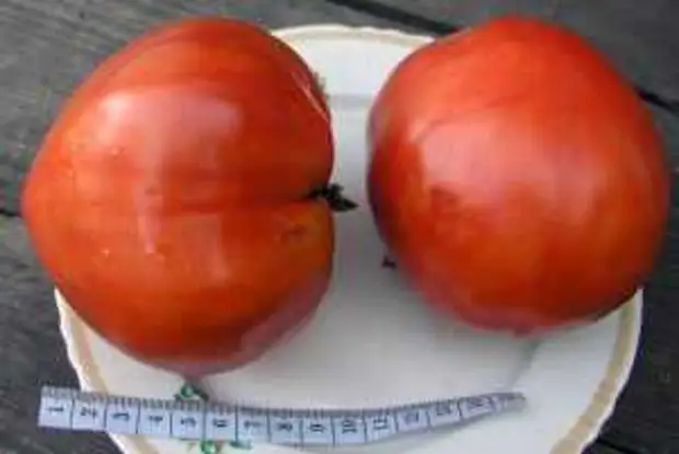 Сорт Спринт томаты Таймер часто дает плоды весом по 1 кг