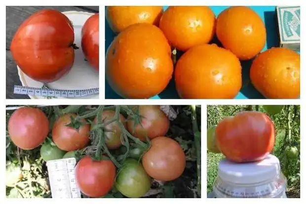 сорта томатов: выбираем лучшие