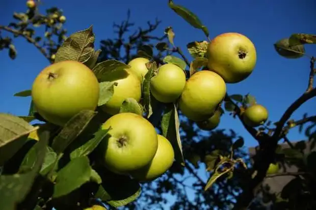 прием ускорения плодоношения яблони