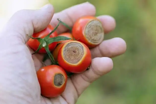 вершинная гниль томата: как с ней справиться