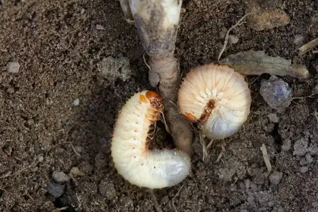 Личинки майского жука: найти и обезвредить