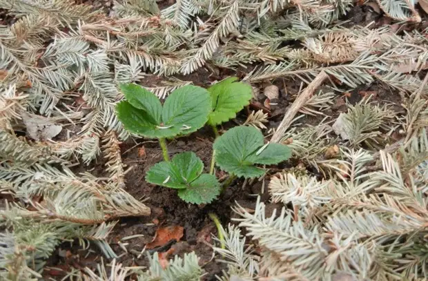 Мульчирование почвы хвоей подходит для клубники и растений, которые любят кислый грунт / Фото: vasha-teplitsa.ru