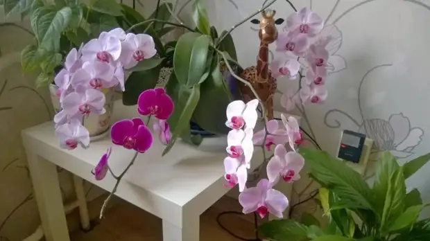Доступная подкормка, гарантирующая орхидее великолепное цветение