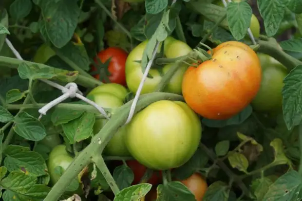 когда сеять помидоры на рассаду