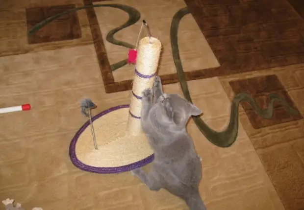 Сделайте из ствола когтеточку: и вам удобно, и коту весело / Фото: sekret-mastera.ru