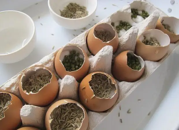 Огород в яичных скорлупках. Отличный эксперимент для ребёнка!