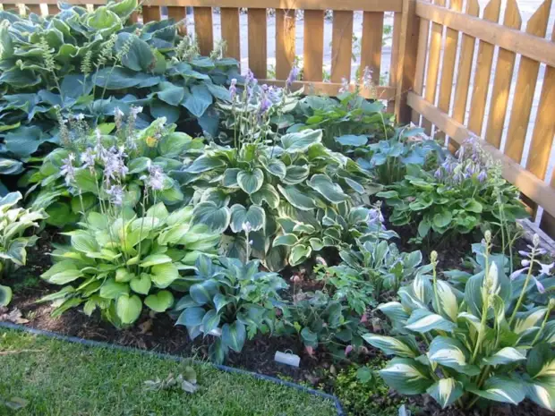 Эффектные и яркие растения, которые преобразят ваш сад