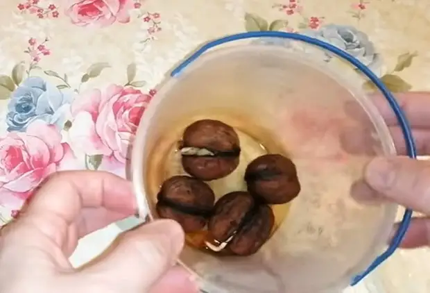 Простейший способ в домашних условиях прорастить грецкий орех