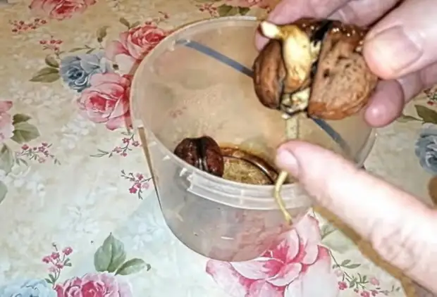 Простейший способ в домашних условиях прорастить грецкий орех