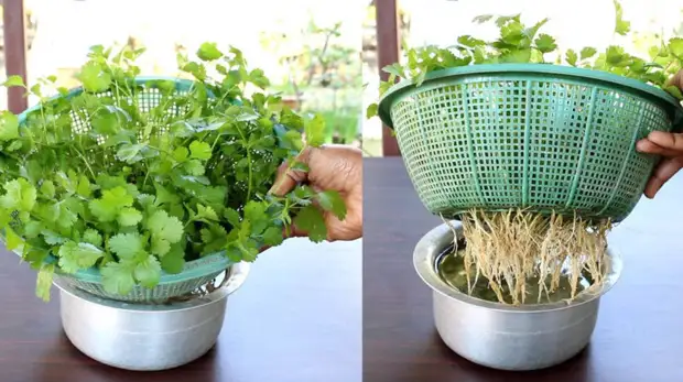Удобный и простой метод выращивания кинзы дома без земли