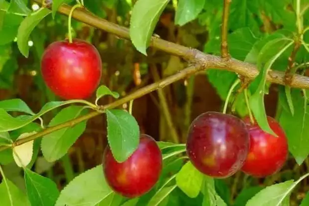 вишнесливовые гибриды (вишнеслива)