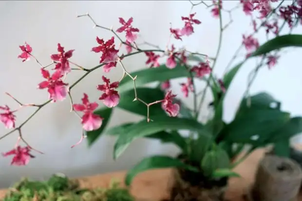 Удивительные факты об орхидеях