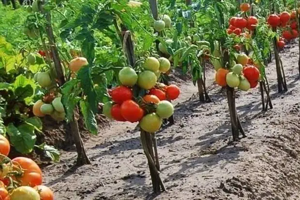 Особенности посадки томатов по два в одну лунку