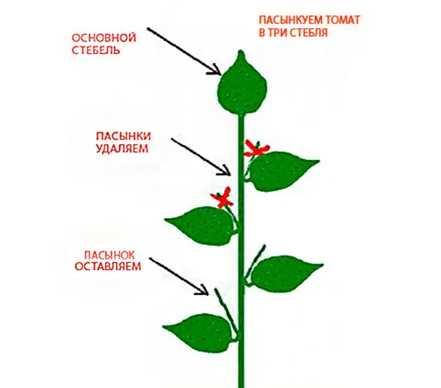 схема формирования томата в 3 стебля