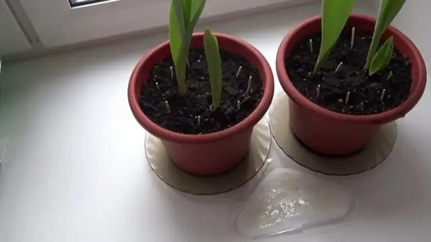 Как избавиться от мошек в комнатных растениях