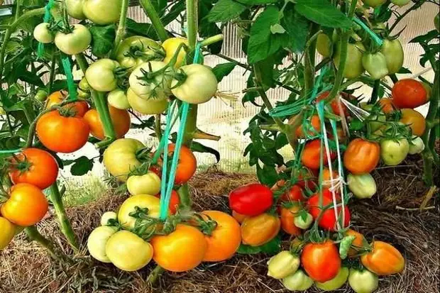 Особенности посадки томатов по два в одну лунку