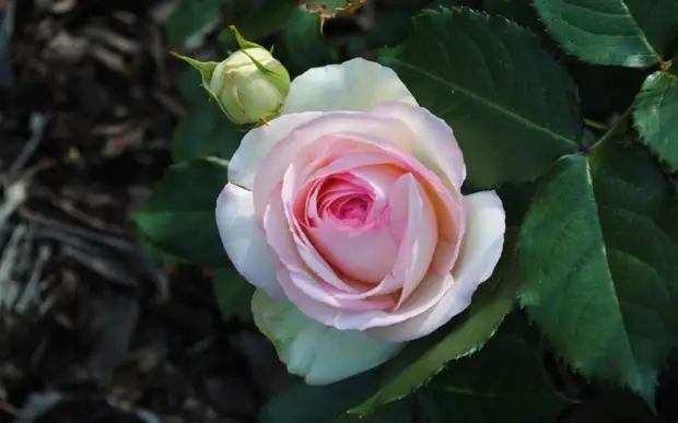 4 полезных совета по уходу за розой в апреле