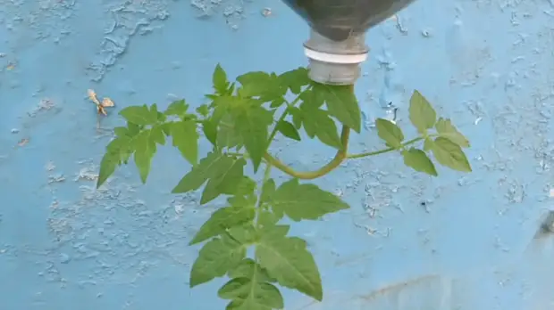 Эксперимент с томатом: выращиваем «вверх ногами»