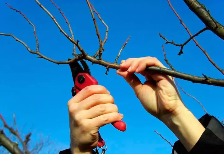 Правила весенней обрезки яблони для начинающих и опытных садоводов