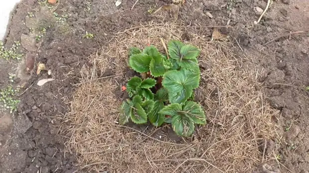 5 советов по уходу за клубникой весной для лучшего урожая