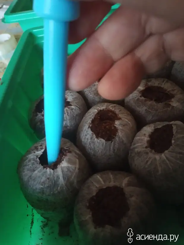 Посадка детки гладиолусов в торфяные и кокосовые таблетки