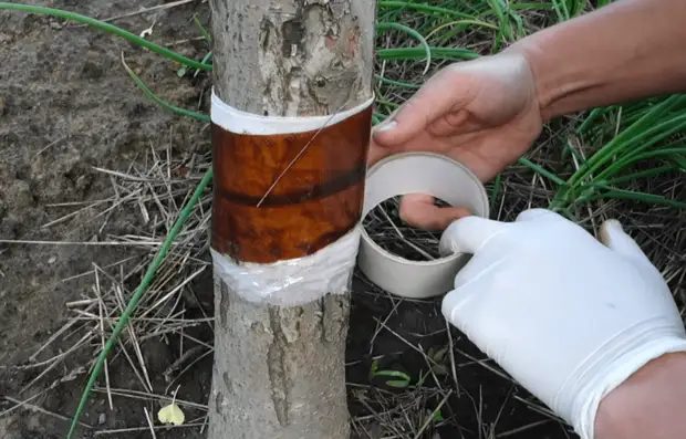Способ, который быстро избавит вас от тли и муравьев на плодовых деревьях без химии