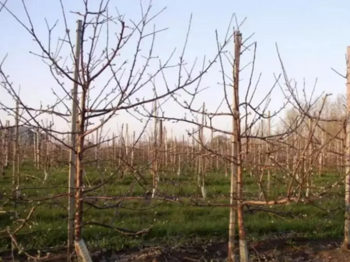 Правила весенней обрезки яблони для начинающих и опытных садоводов