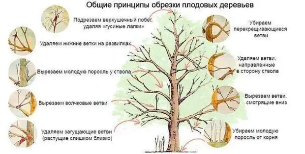 Принципы обрезки плодовых деревьев.