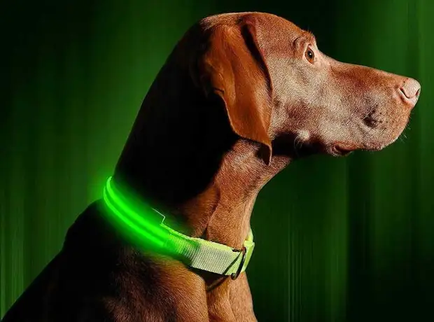 Ошейник с подсветкой для выгула собаки в темноте