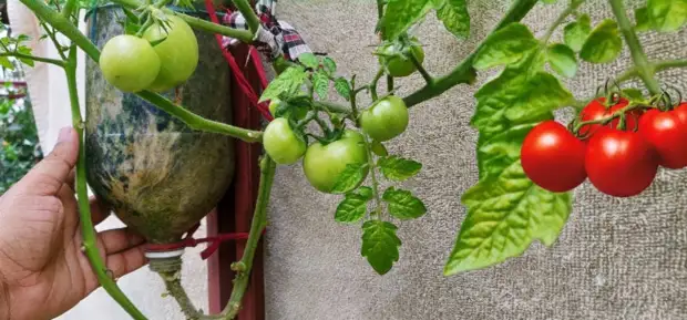 Эксперимент с томатом: выращиваем «вверх ногами»