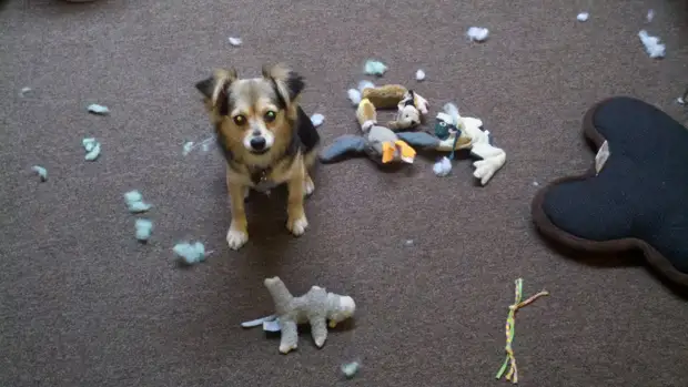 Как сделать простую игрушку для собаки самостоятельно