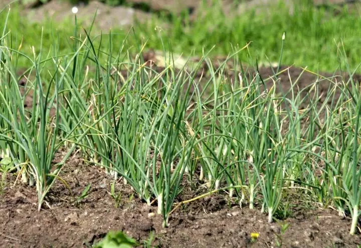 7 подкормок озимого чеснока весной: чем и как удобрить посаженные под зиму луковицы