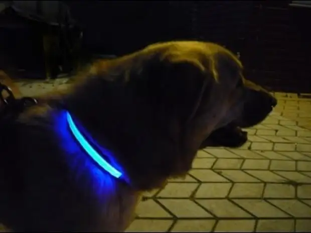 Ошейник с подсветкой для выгула собаки в темноте