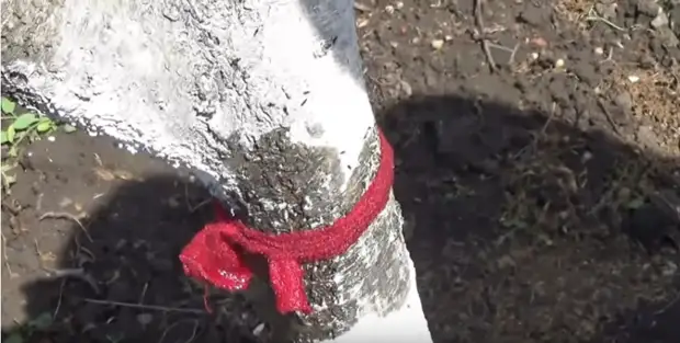 Проверенный способ побороть садовых муравьев без химии