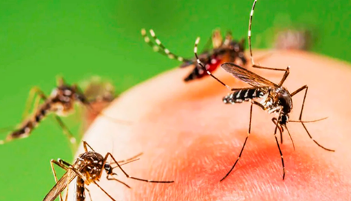 Cпособ защиты от комаров – Егерский! Когда забыл репеллент