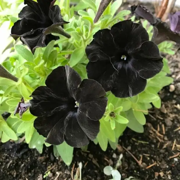 Растения с темными цветами и листьями: главное украшение сада