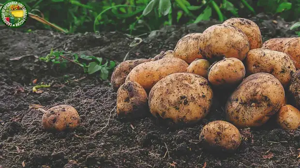 Как вырастить картофель без сортового вырождения