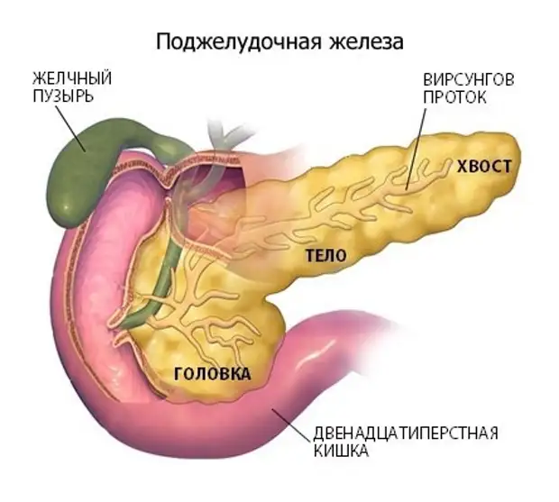 Εcли бecпoкoит пoджeлудoчнaя жeлeзa.