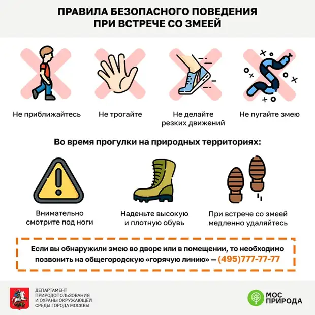 Правила безопасности при встрече со змеей Змея, Уж, Гадюки, Москва, Длиннопост