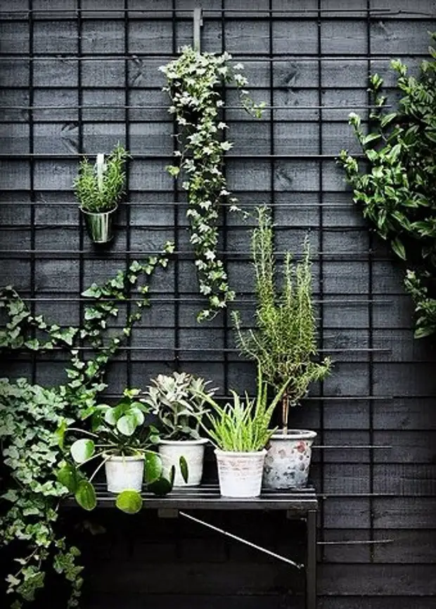 Комнатные растения и цветы на маленьком балконе. 5 крутых идей для подражания