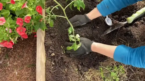 Можно ли посадить четыре томата в одну лунку
