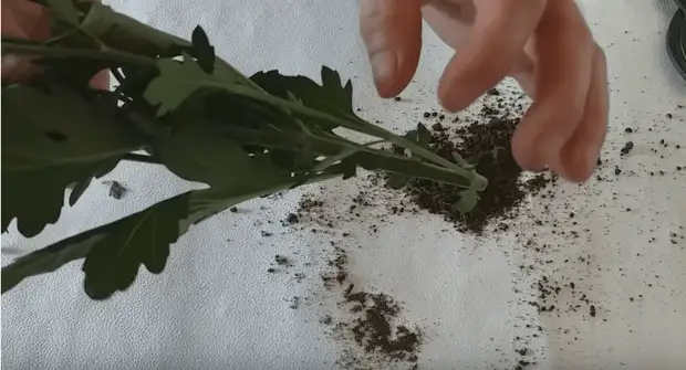 Как легко укоренить хризантему