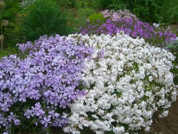 Преобразите свой сад этими цветами, которые будут радовать вас все лето