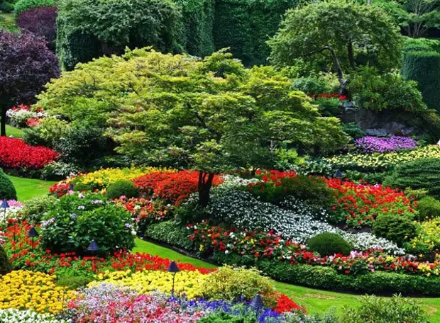 Преобразите свой сад этими цветами, которые будут радовать вас все лето