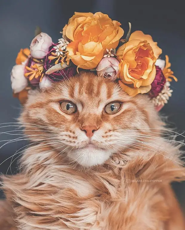 Американка делает очаровательные цветочные украшения для животных: владельцы кошек и собак в восторге