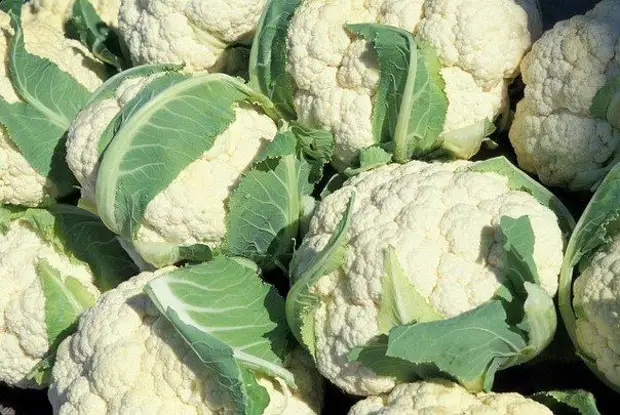 12 особенностей выращивания цветной капусты